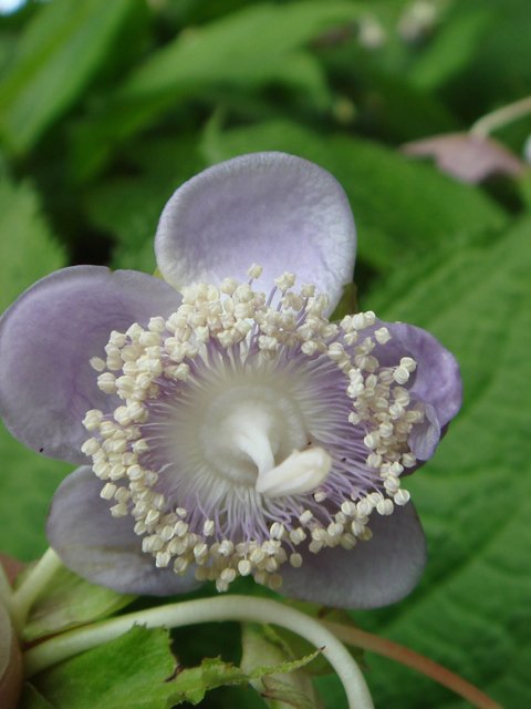 Deinanthe caerulea fleur